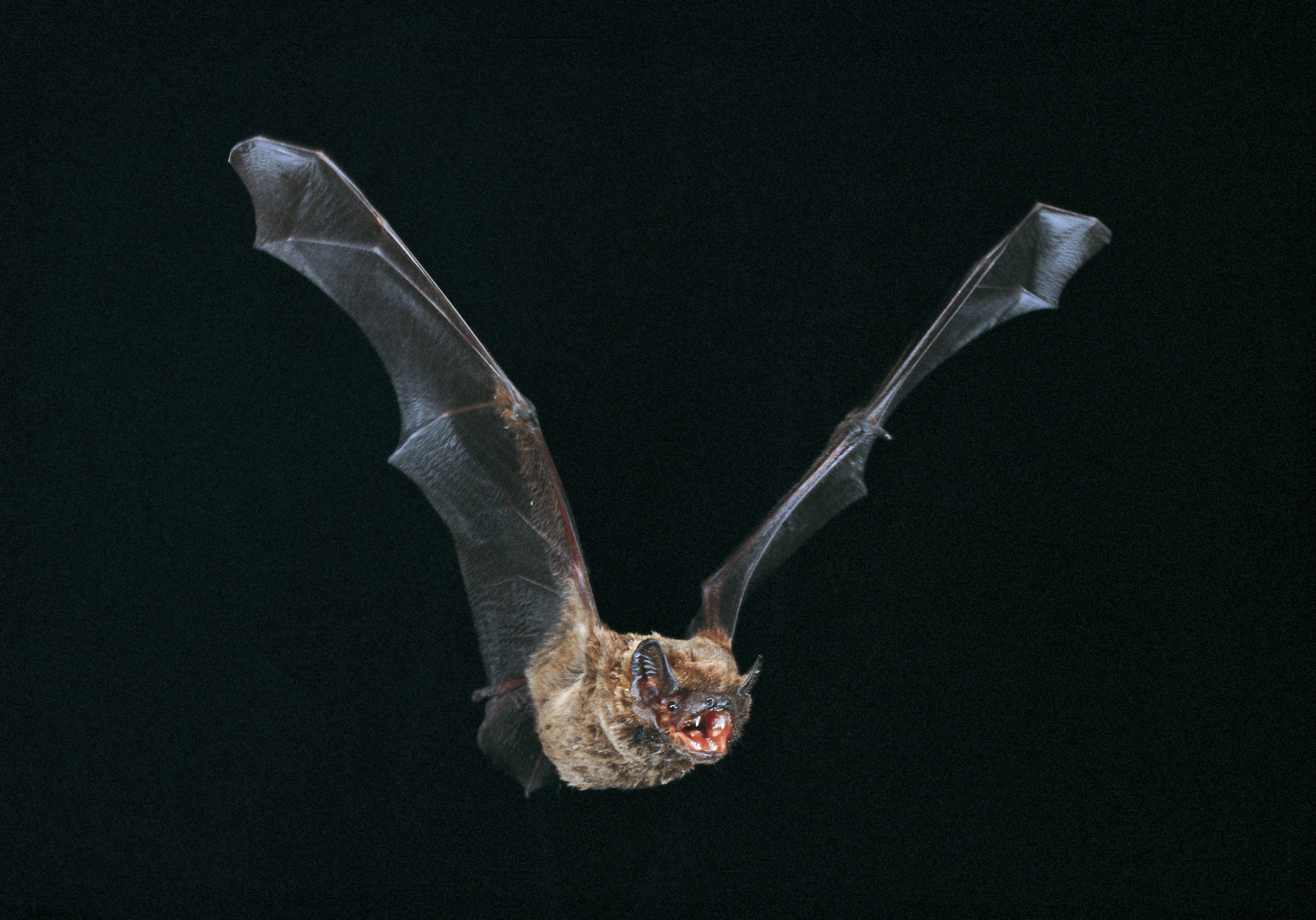 Großer Abendsegler im Flug, Foto: Dietmar Nill